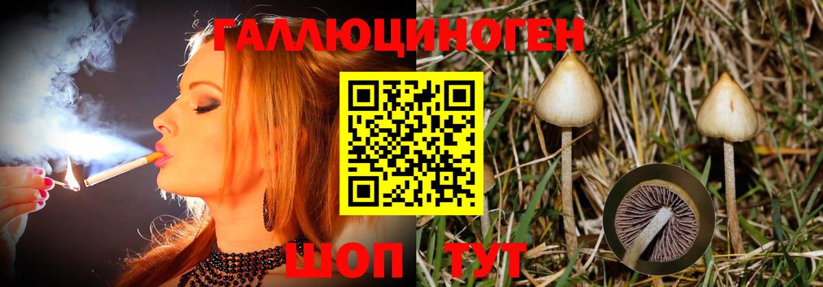 закладка  Вход с VPN  Георгиевск  Галлюциногенные грибы GOLDEN TEACHER  Псилоцибиновые грибы Psilocybine cubensis 